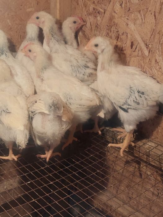 Адлер цыплята балапан