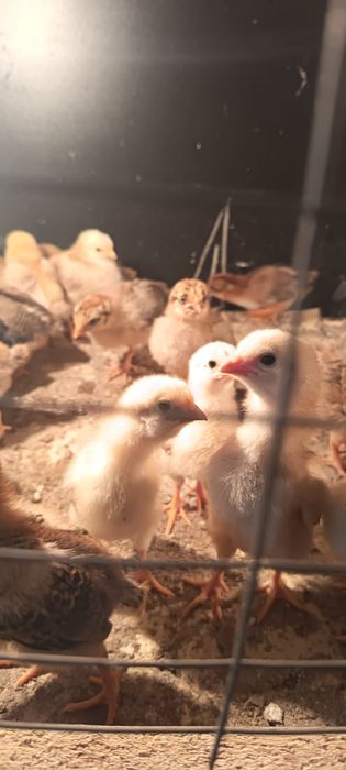 Продам цыплято Кучинский юбилейная порода очень хорошая активный вакци