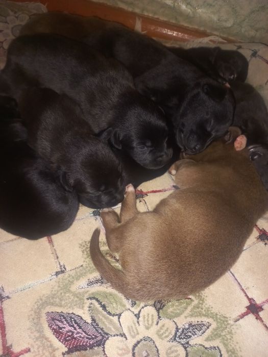 Продам щенков лабладора