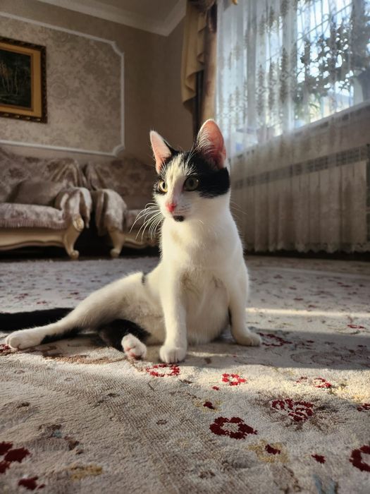 Отдам кошечку в дрбрые руки