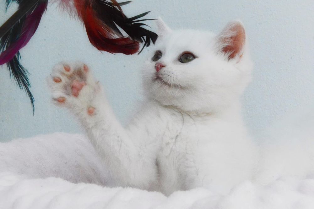 British shorthair