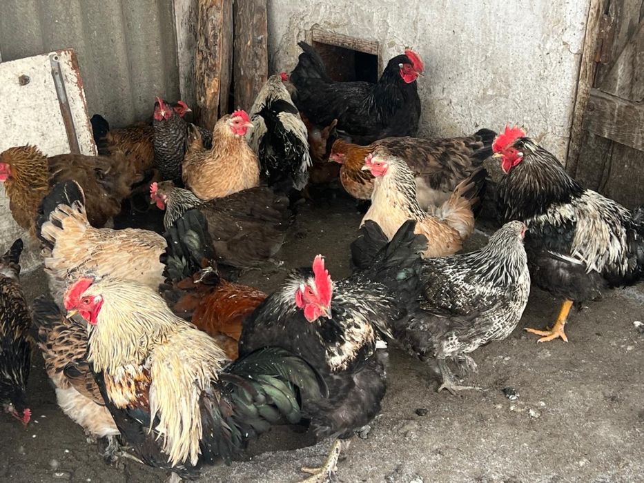 Продам Молодые петухи