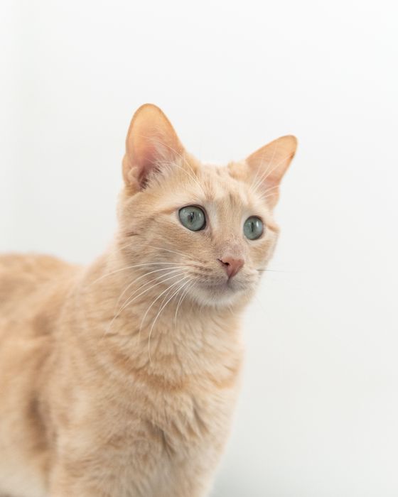 Кроткият Сид търси дом, кастриран