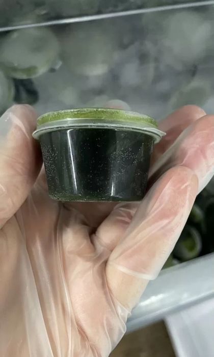 Витграсс. Всегда в наличии