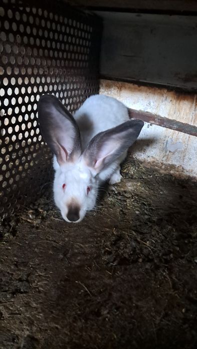 Vând Uriaș de Transilvania