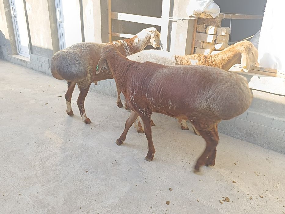 Zotli qoʻchqorla sotiladi: 10 300 000 so’m