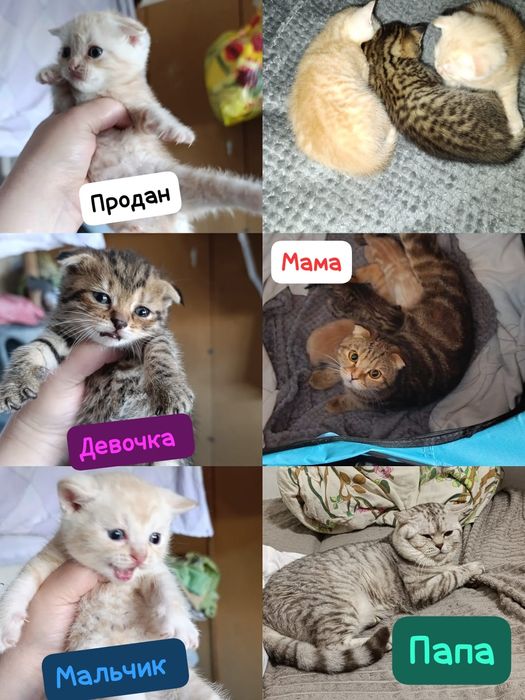 Котята Шотландские