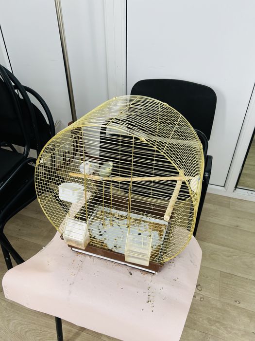 Продам попугой птицы