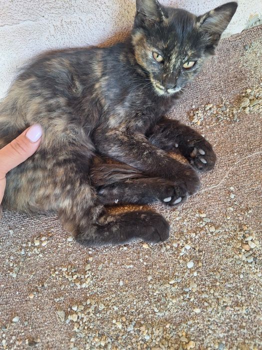 Pisicuțe adoptie