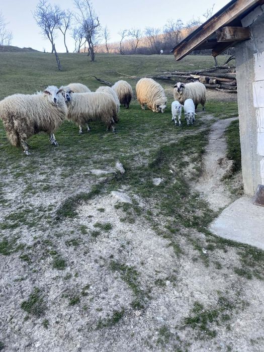 Vand 2 oi cu miel 2 oi sterpe si 1 berbec mai multe detalii la telefon