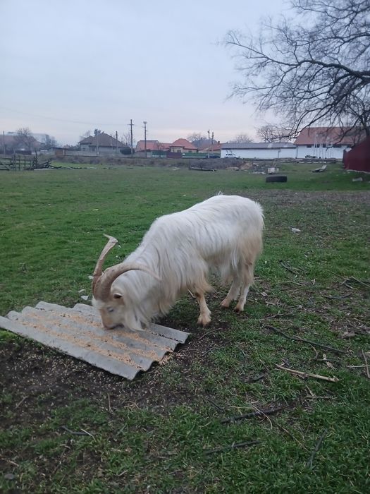 Țap Saanen ~2 ani, talie mare, potrivit pentru reproducție