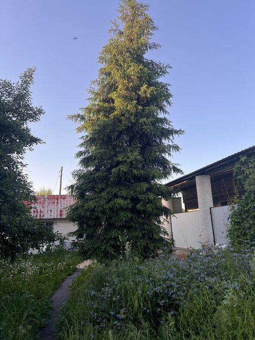 Ель продам дерева