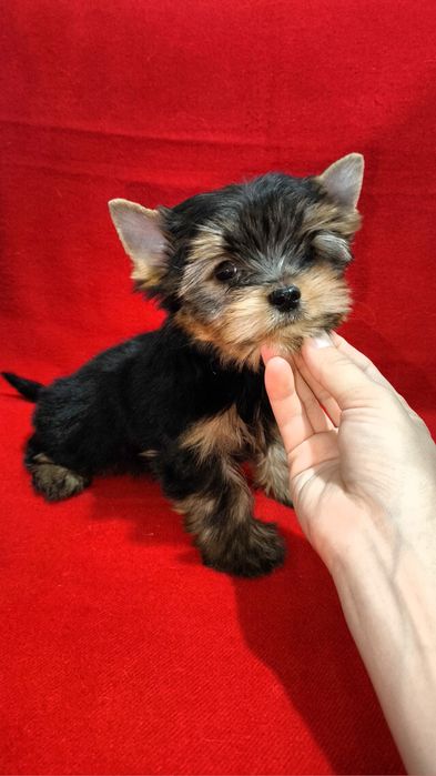 Клубные щенки Йорка!