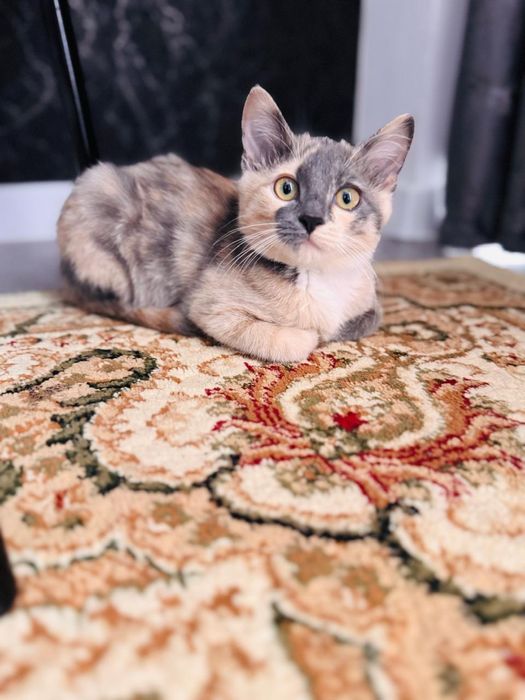 Котенок в хорошие руки