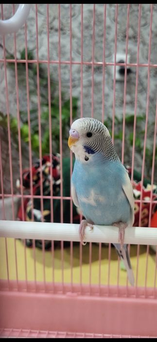 Продам попугай синий