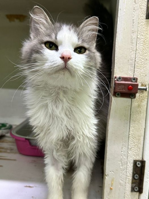 Очень красивый кот!