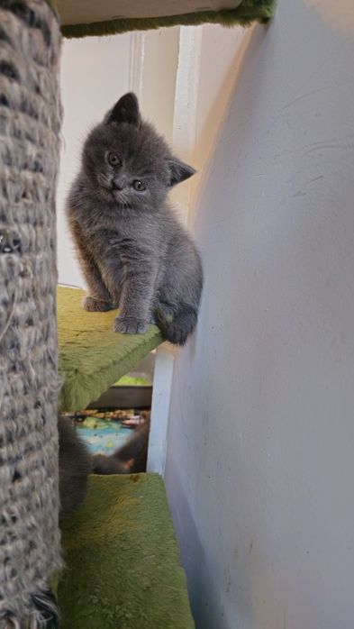 Британска късокосместа