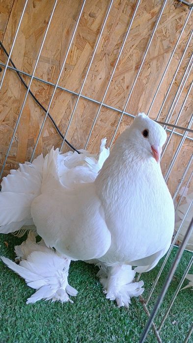 Porumbei King si indieni