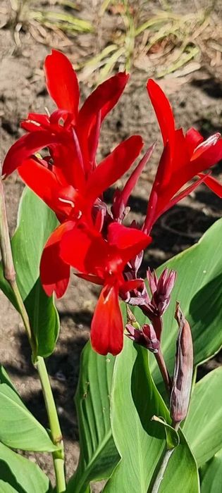 Кани- градински, многогодишни-ризоми