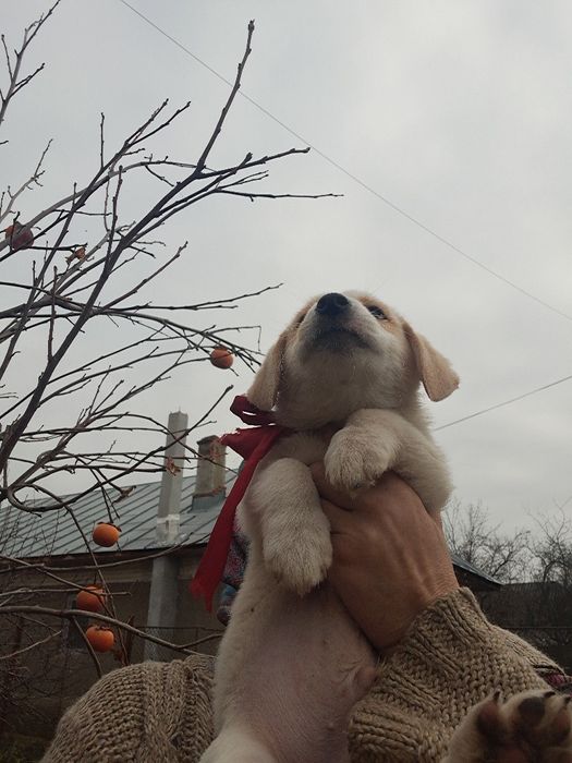 Dragi Prieteni cu Suflet Nobil  Zoro Luna și Atlas sunt la Adoptie.