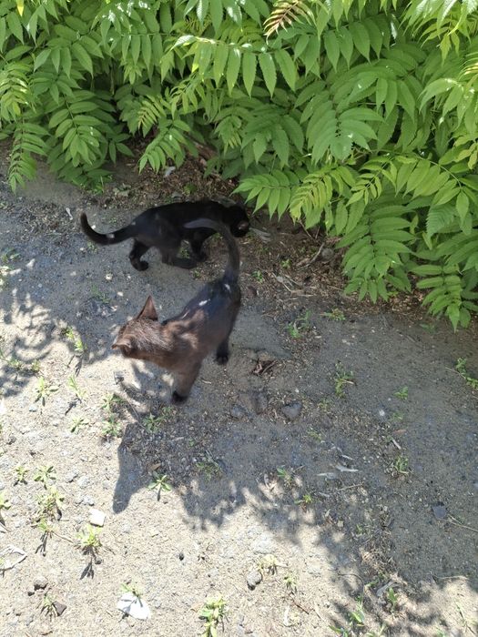 Ищем дом слепому котёнку (мальчик)