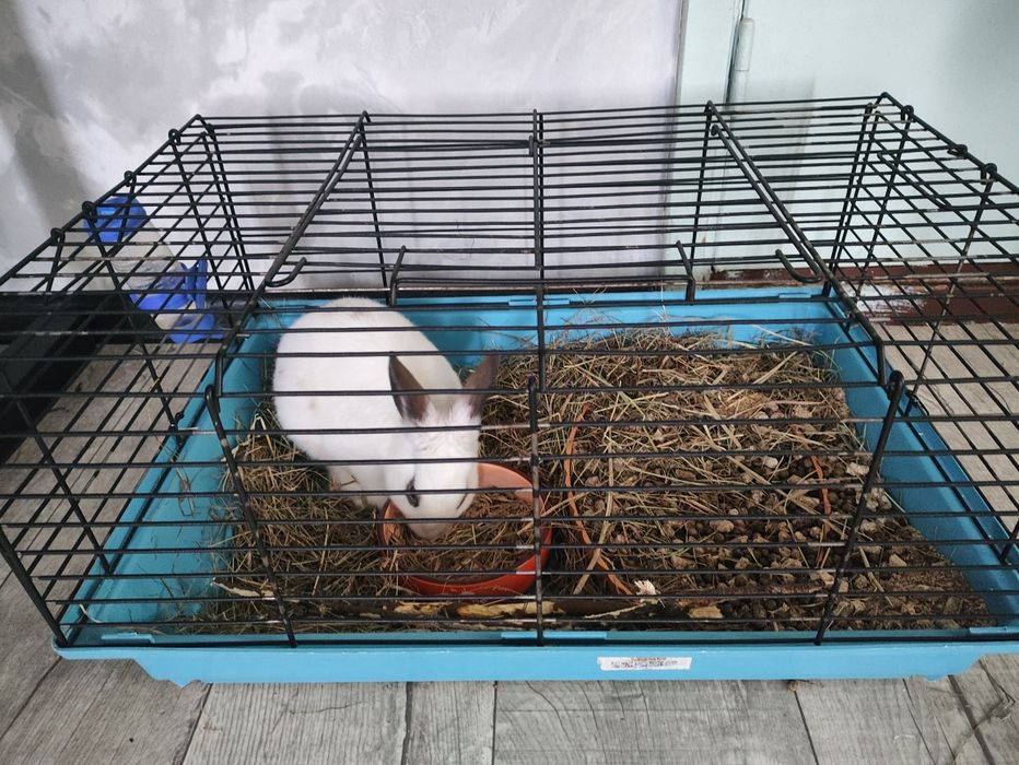 Продам кролика с клеткой