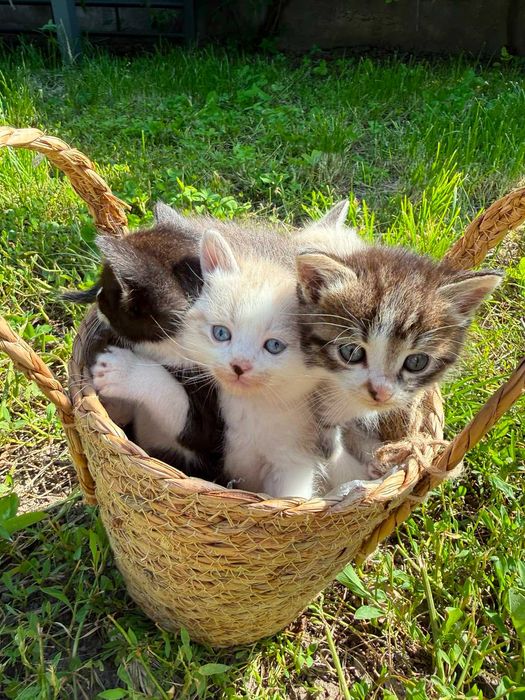 Отдам котят прекрасных малышей