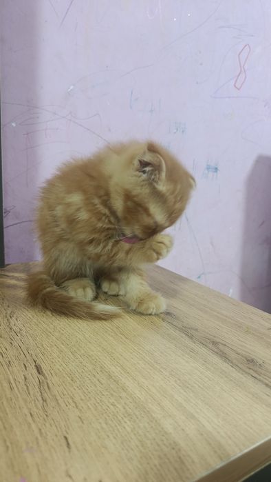 Продам катенок мальчика вислоухий