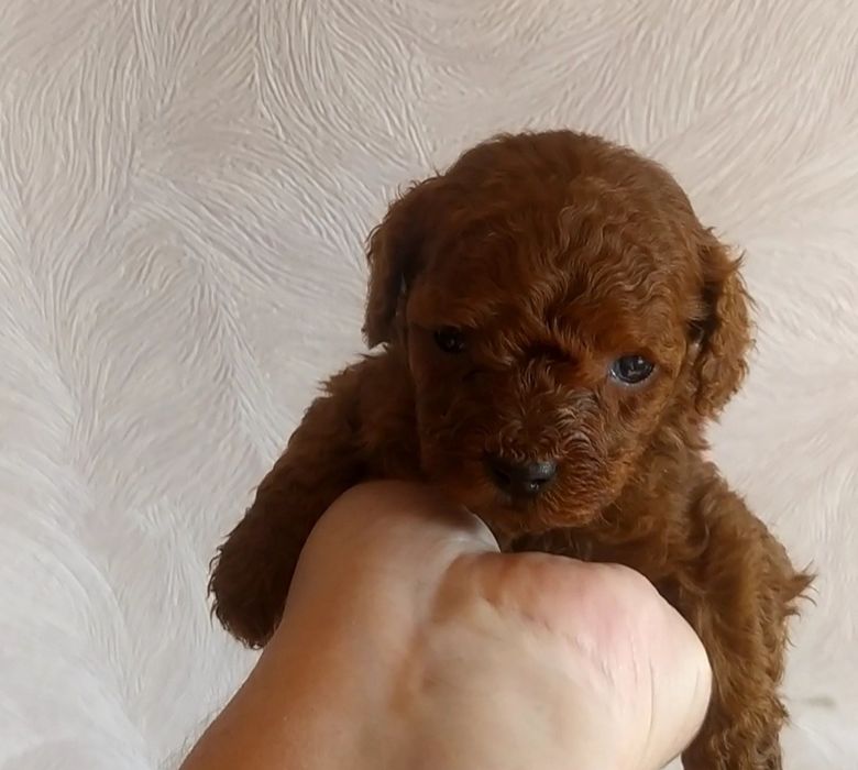 Шикарные малыши Той Пудель