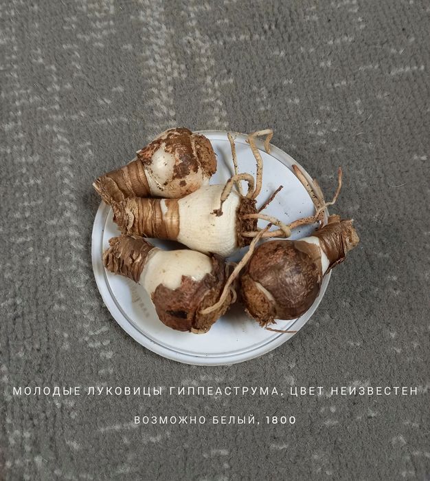 Горшки для цветов, растения