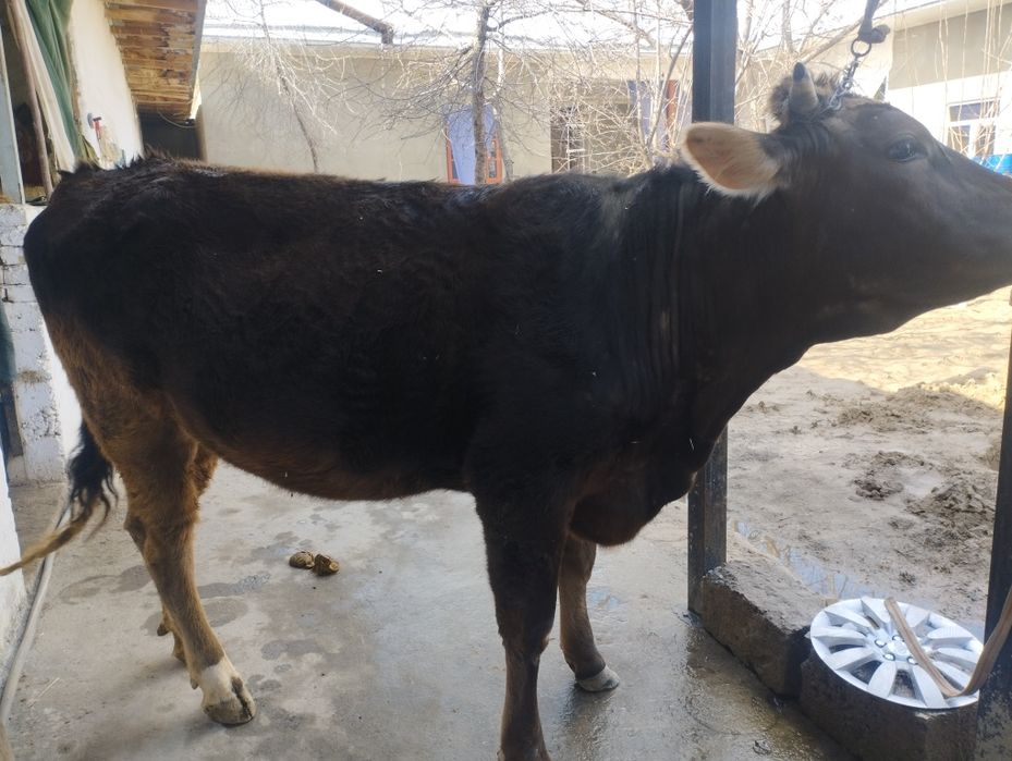 Шивит гуножинча сотилади