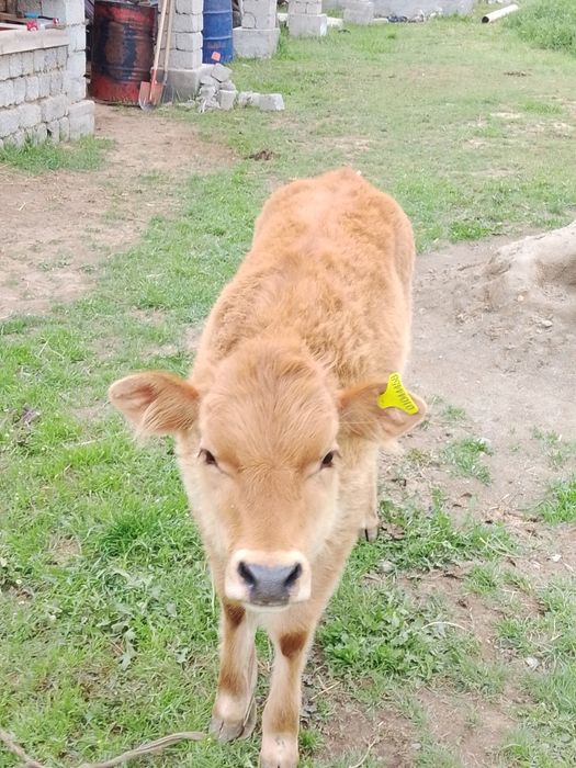 Сауым сиыр,бұзауымен