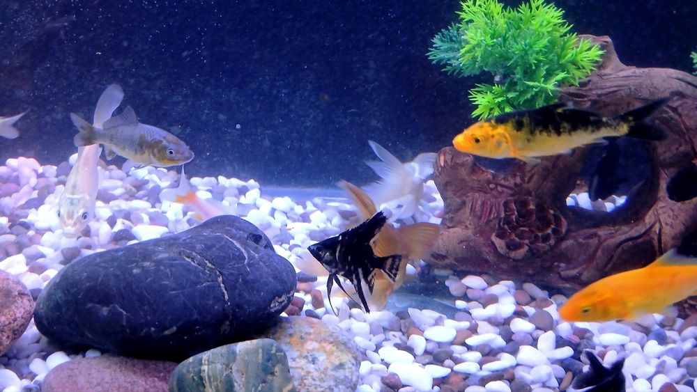 Baliqlar sotiladi akvarium bilan
