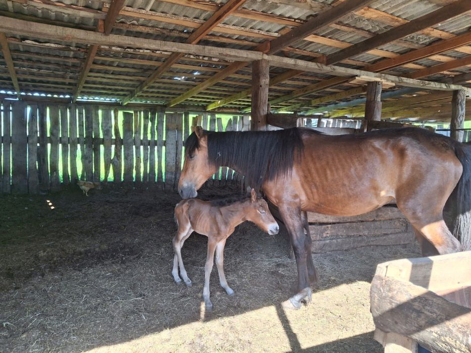 Продам кобылу с жеребенком