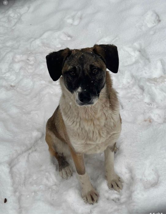 Отдается лайка собака девочка стерилизованная ласковая ищет дом