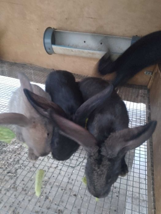 Кролик самец ...