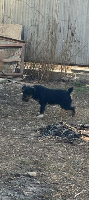 Фокстерьер 6 месяцев кабель