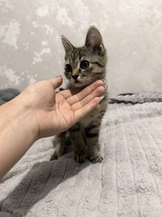 Отдам котенка,