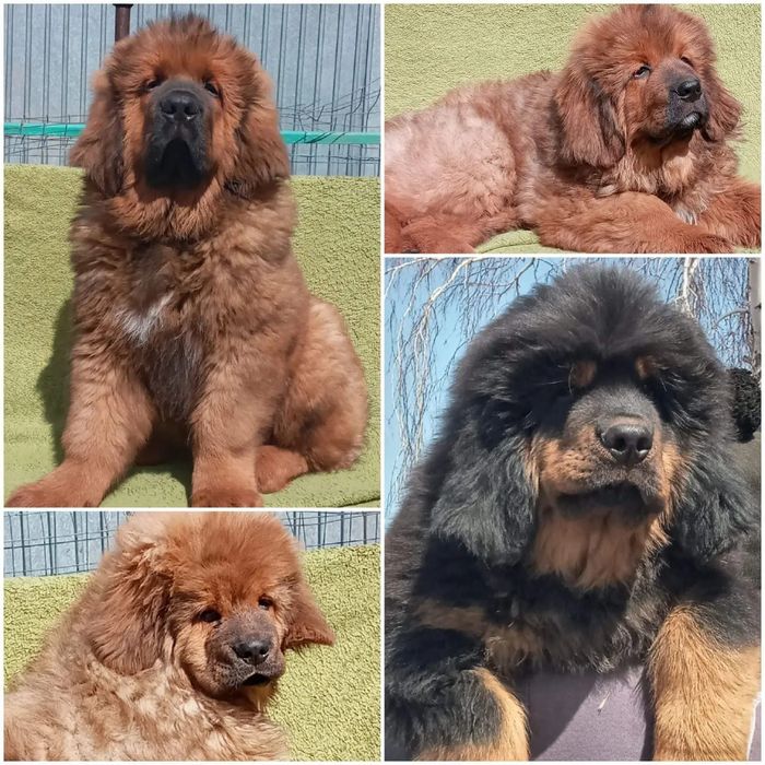 Щенки тибетский мастифа