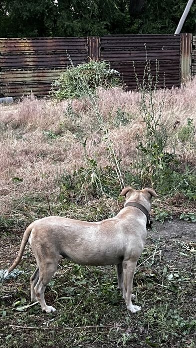 Американский стаффордширский терьер