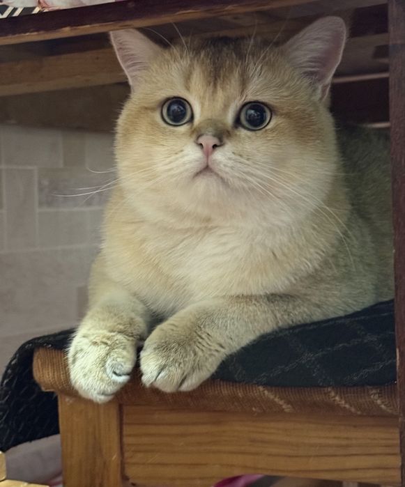 Золотой Британец