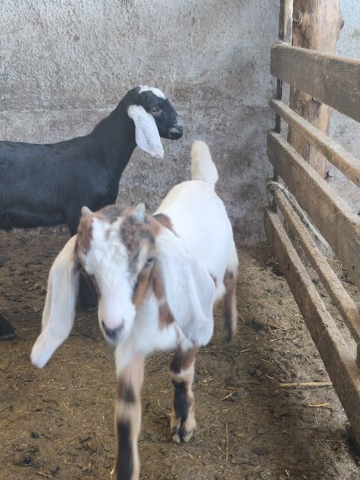 Disponibili 2 țăpișori anglonubieni