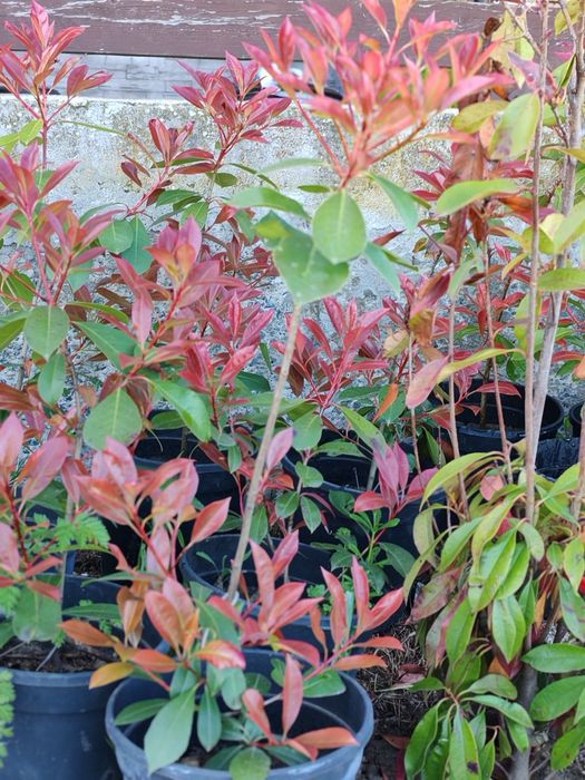Photinia Red robin