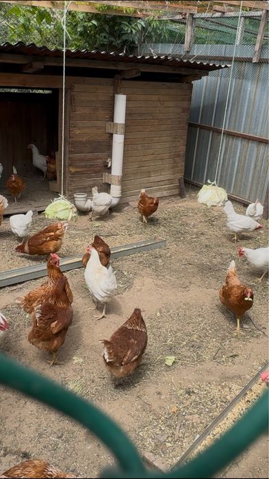 Куры ломан-браун