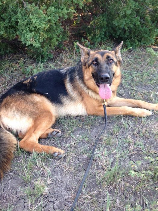 Ingrijire si plimbare pet (caini si pisici ) la domiciliu