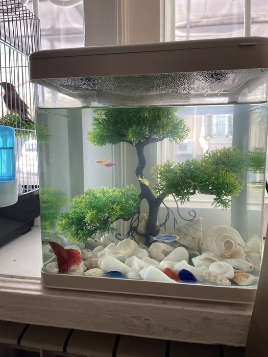 Qafas In Kletka Qush ga kota. Yengi Dublonka si bor