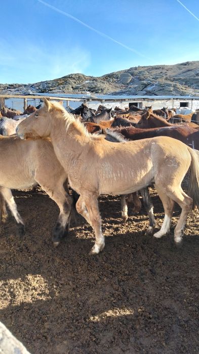 Продаю кунан 4жасар.