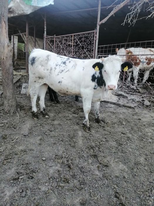 Viței de boxă  !