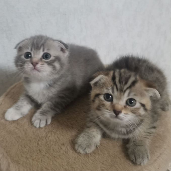 Шотландские Вислоухие котята