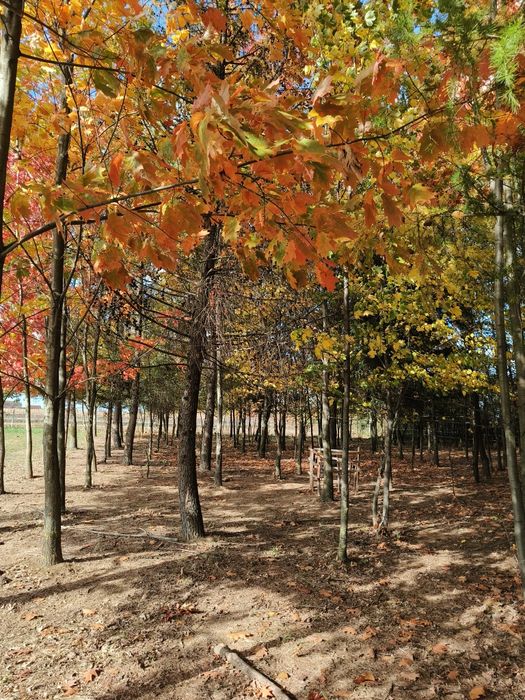 Teren Botiz intravilan